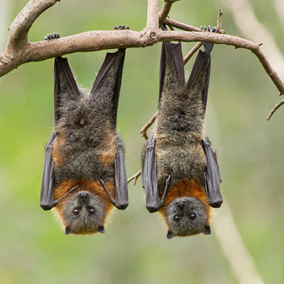 Bat Removal Service