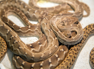 Wildlife Removal Orillia Experts - Struggling with Snakes at Home?