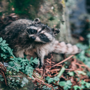 Collingwood Pest Control - When to Call a Wildlife Removal Company?