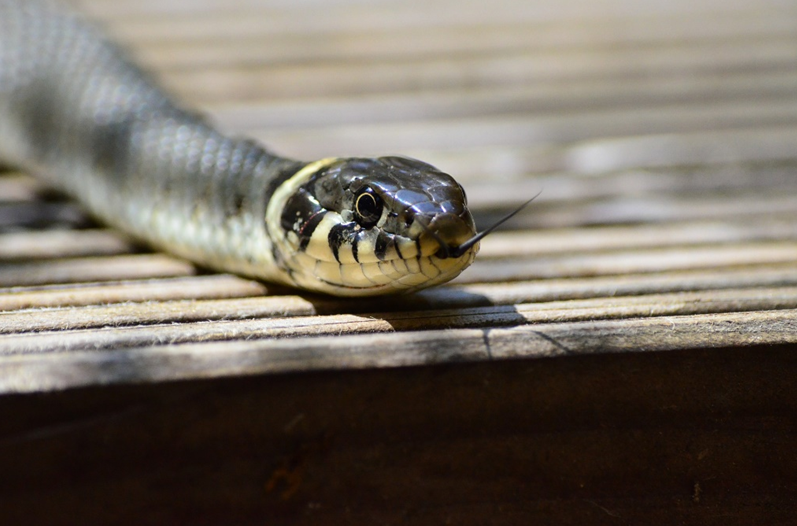 Snake Removal Midland: Humane and Safe Handling for Your Property