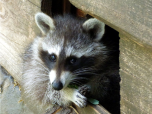 Raccoon Removal Barrie