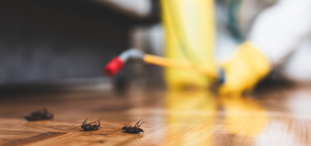 Five Crucial Regions for Pest Entry in House or Business