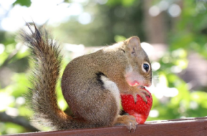 Wasaga Beach Wildlife Removal