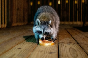 Collingwood Raccoon Removal