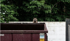 Wasaga Beach Wildlife Removal