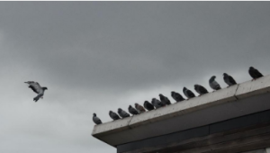 Bird Removal Wasaga Beach