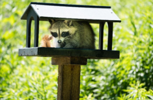 Wildlife Removal Companies Barrie