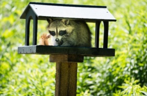 Collingwood Raccoon Removal