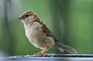 Bird Removal Collingwood