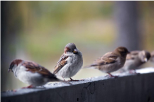 Bird Removal Wasaga Beach