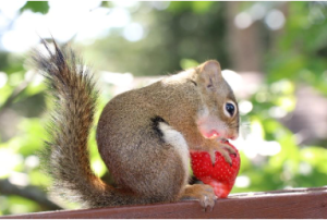 Squirrel Removal Orillia