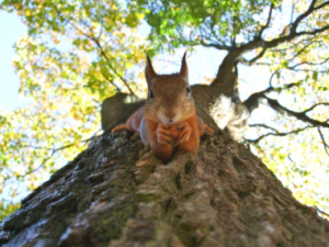 Squirrel Removal Orillia