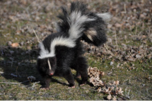 Wildlife Control Barrie Ontario