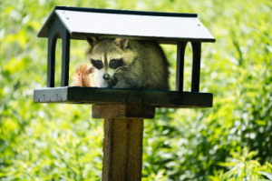 Orillia Raccoon Removal