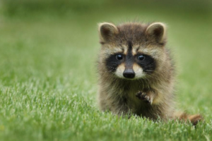 Orillia Raccoon Removal