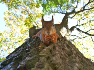 Emergency Wildlife Removal Barrie: Rapid, Humane Response When You Need It Most