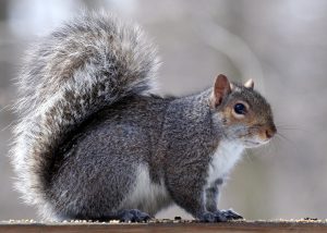 Squirrel Removal Orillia