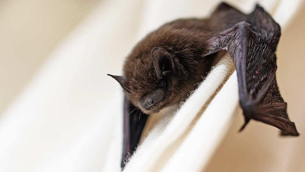 3 Ways Bats Can Enter Your House Attic or Living Space