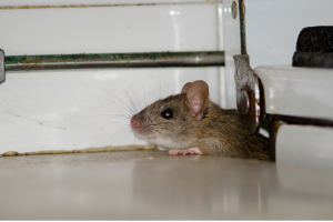 Rat Control Orillia