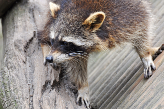 Raccoon Infestation Can Pose Major Health Risks to Humans