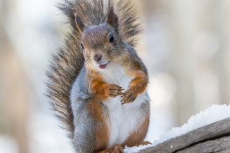 4 Natural Scents You Can Use to Deter Squirrels from Your Property