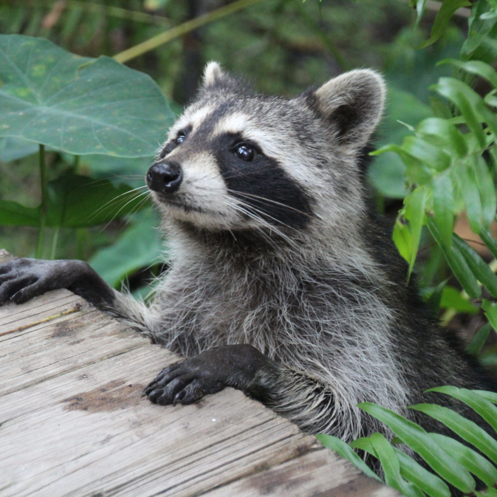 4 Characteristics Features of Raccoons You Should Know