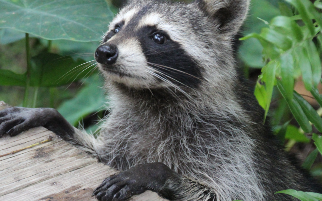 4 Characteristics Features of Raccoons You Should Know