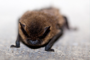 Bat Removal