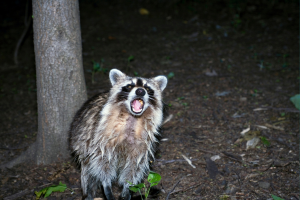 Humane Skunk Removal Collingwood: Safe, Compassionate Solutions for Your Property