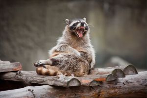 Raccoon Removal
