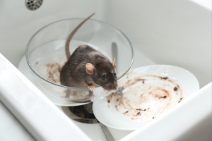Effective Animal and Rat Control Solutions in Barrie and Orillia