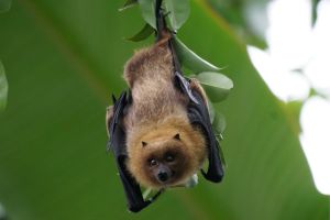 Bat Removal Services