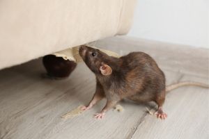 Rat Removal Services