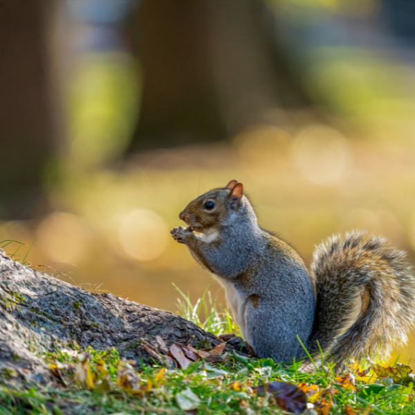 Expert Wildlife Removal in Ontario: Handling Bats, Rats, and Squirrels