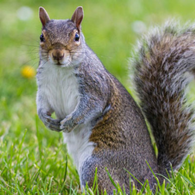 Squirrel removal in Barrie, Ontario