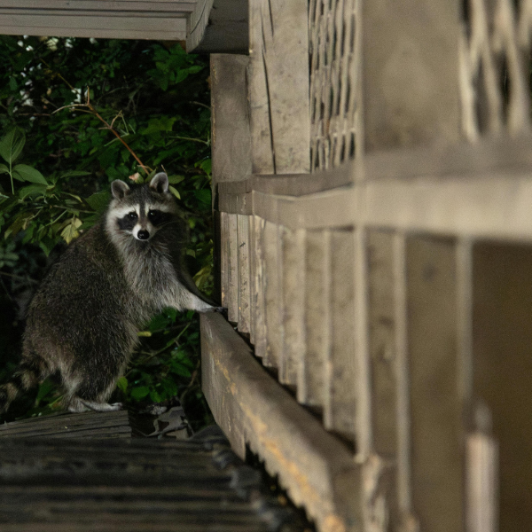 Effective Wildlife Removal Solutions for Your Property