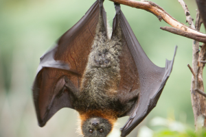Bat Removal Collingwood
