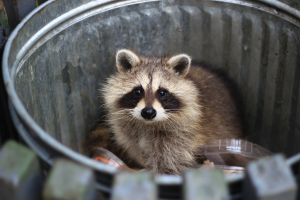 Raccoon Removal Ontario