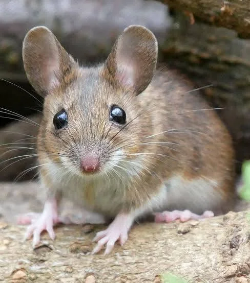 Mice Removal Barrie: Humane Solutions to Safeguard Your Home