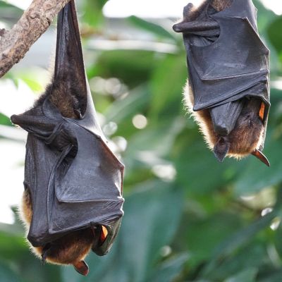Bat Exclusion Collingwood: Humane Prevention and Permanent Solutions for Your Home
