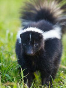 Skunk Removal Service 