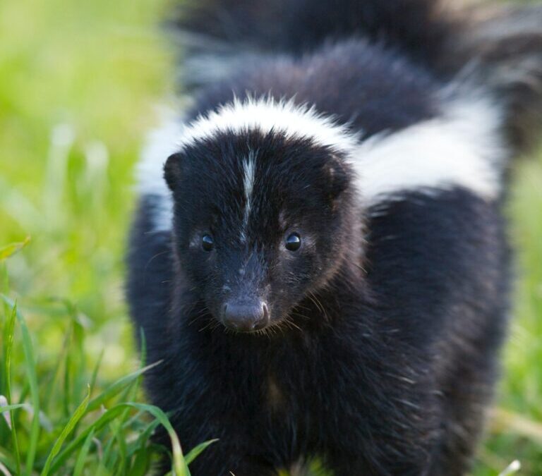 Skunk Removal Barrie: Humane Solutions to Protect Your Property