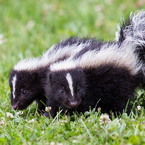 Skunk Removal Barrie 